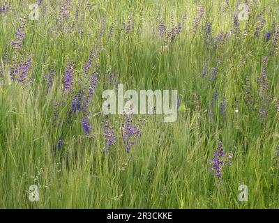 Blühender Wiesensalbei im Frühling Stockfoto