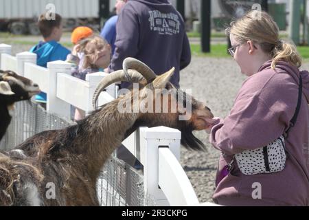 Ein junges Mädchen füttert eine Ziege in einem Streichelzoo in Tillamook, Oregon. Stockfoto