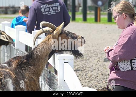 Ein junges Mädchen füttert eine Ziege in einem Streichelzoo in Tillamook, Oregon. Stockfoto