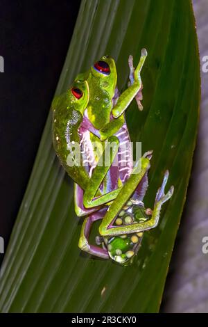 Ein Paar rothäugige Baumfrösche (Agalychnis callidryas), die laichen. Foto vom Piedras Blancas Nationalpark, Osa Halbinsel, Costa Rica. Stockfoto