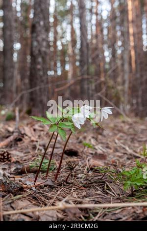 Schneeglöckchen im Wald mit wunderschönem, sanftem Licht, das die Frühlingserscheinung kennzeichnet. Frühjahrsaufwachung von Blumen im Wald vor dem Hintergrund des Sonnenscheins Stockfoto