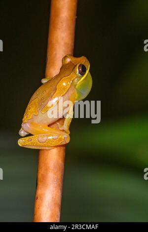 Sanduhrfrosch (Dendropsophus ebraccatus) aus dem Nationalpark Piedras Blancas, Costa Rica. Stockfoto