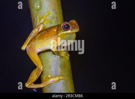 Sanduhrfrosch (Dendropsophus ebraccatus) aus dem Nationalpark Piedras Blancas, Costa Rica. Stockfoto