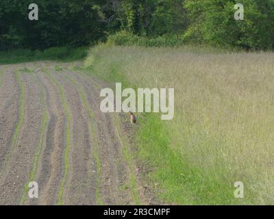 Ländliche Landschaft mit sitzendem Braunhasen im Frühling Stockfoto