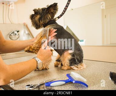 Hunde im professionellen Salon zu pflegen ist ein Trend Stockfoto