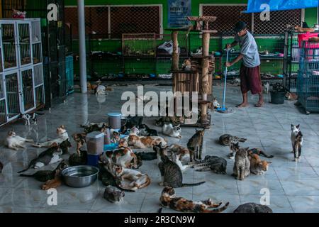 Ein Katzenpfleger in Rumah Kucing Parung, ein Unterschlupf für kranke und verletzte verlassene Katzen in Bogor, West-Java, Indonesien, am 23. Mai 2023 Stockfoto