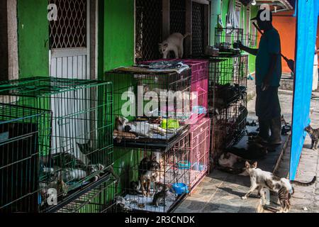 Ein Katzenpfleger in Rumah Kucing Parung, ein Unterschlupf für kranke und verletzte verlassene Katzen in Bogor, West-Java, Indonesien, am 23. Mai 2023 Stockfoto