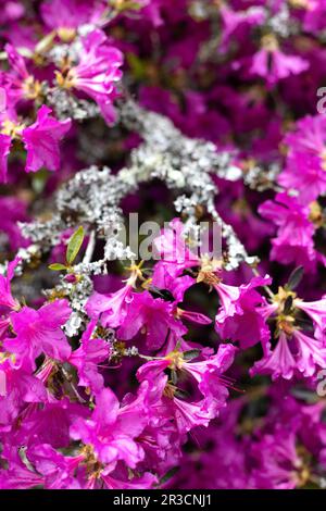 Rosa Azalea-Blüten auf Flechten-bedeckten Zweigen. Stockfoto