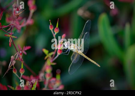 Wunderschöne Libellen-Makro auf wilden roten Blumen von einer nördlichen portugiesischen Wiese am Abend Stockfoto