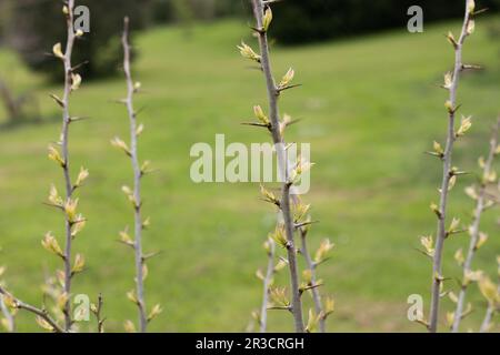 Maclura pomifera - Osage-Orangenbaum. Stockfoto