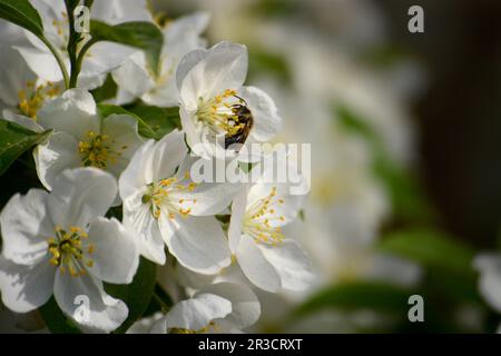 Eine Biene ernährt sich von einer Krabbenapfelblüte in Virginia, USA. Stockfoto