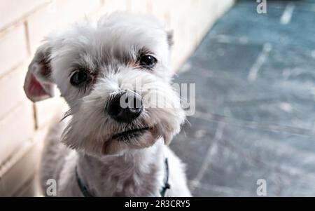 Nahaufnahme eines süßen, weiß gestreiften Bichon Maltesers auf der Terrasse des Hauses Stockfoto