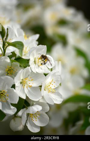 Eine Biene ernährt sich von einer Krabbenapfelblüte in Virginia, USA. Stockfoto