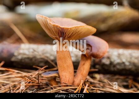 Pilze aus nächster Nähe auf einer Plantage im Kiefernwald im Tokai Forest Kapstadt Stockfoto