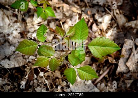 Gift Ivy (Toxicodendron radidicans) wächst in den Wäldern von Virginia, USA. Stockfoto