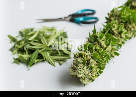 Nahaufnahme der frisch geernteten medizinischen Marijuana Stockfoto