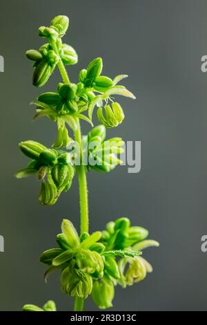 Nahaufnahme der männlichen Cannabispflanze mit Pollensäcken Stockfoto