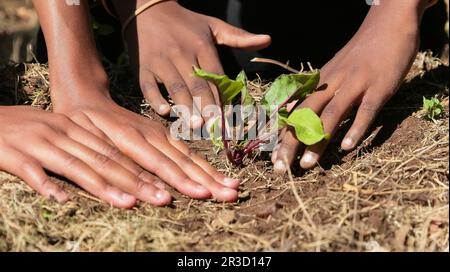 Nahaufnahme des afrikanischen Kindes Hände, Gemüsepflanzen im Boden Stockfoto