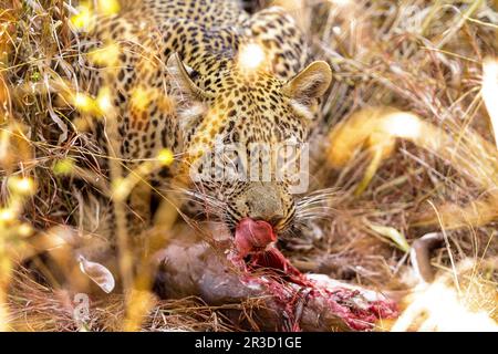 Nahaufnahme eines afrikanischen Leoparden, der sich in langem Gras versteckt Stockfoto