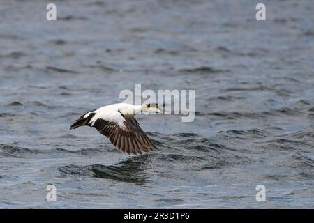 Eine männliche Eiderente (Somateria mollissima), die tief entlang der Atlantikoberfläche vor der Küste von Maine, USA, fliegt. Stockfoto