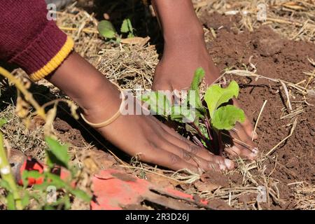 Nahaufnahme des afrikanischen Kindes Hände, Gemüsepflanzen im Boden Stockfoto