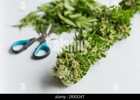 Nahaufnahme der frisch geernteten medizinischen Marijuana Stockfoto