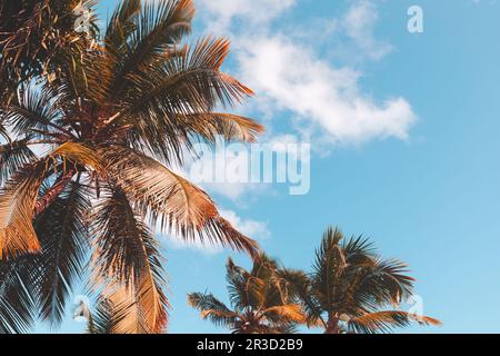 Im Retro-Stil gehaltener Fotohintergrund mit Kokospalmen unter bewölktem Himmel. Vintage-Foto mit altem Tonfilter-Effekt Stockfoto