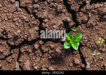 Kleiner grüner Sprossen wächst in trockenem, gerissenem Boden, Draufsicht, Nahaufnahme Stockfoto