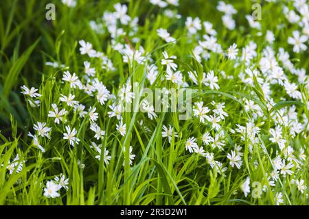 Wilde weiße Blumen an einem Sommertag, Nahaufnahme des Nähkrauts oder der Stellaria Holostea Stockfoto