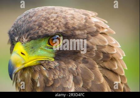 Nahaufnahme Makro einer braunen Adler mit einem grünen und gelben Schnabel Stockfoto