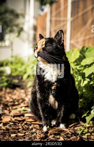 Black und Ginger Tortoiseshell Cat sitzen im Garten Stockfoto