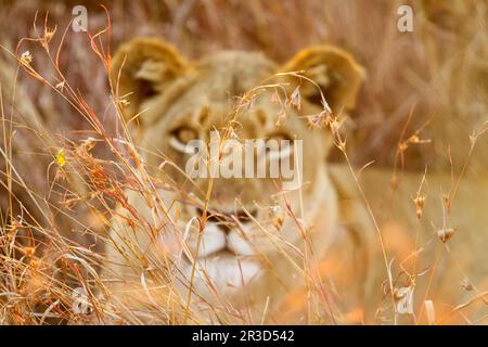 Afrikanischer Löwe in einem südafrikanischen Wildreservat Stockfoto