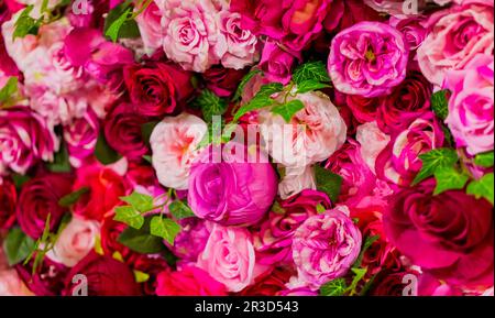 Rosa und violette Rosen für romantischen Valentinstag Stockfoto