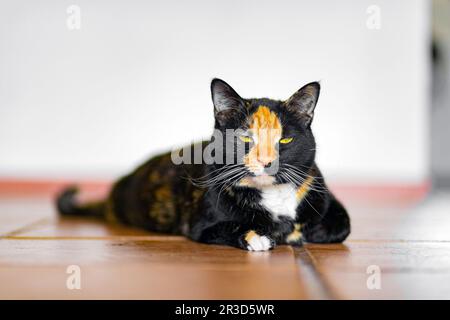 Calico Tortoishell Tabby Katze liegt auf dem Balkon Stockfoto