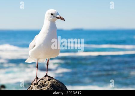 Nahaufnahme einer Möwe in Sea Point Kapstadt Südafrika Stockfoto