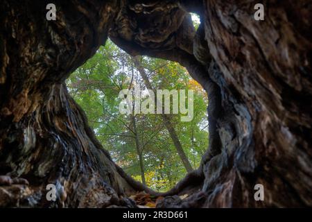 Alter Baumstamm im Herbst Stockfoto