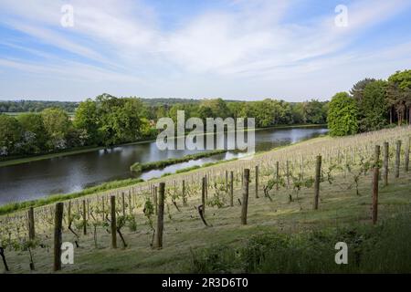Blick von der Spitze des Weinguts in den Painshill Park Gardens in Cobham Surrey, Großbritannien Stockfoto