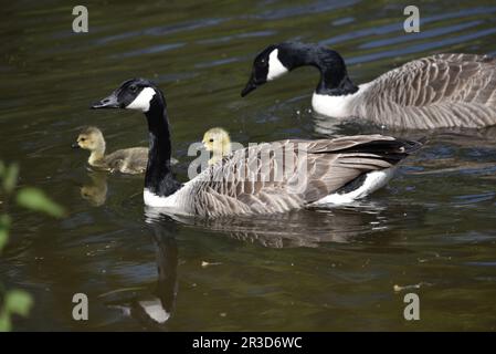 Nahaufnahme Paar Canada Gänse mit zwei Goslings (Branta canadensis) Schwimmen Sie an einem sonnigen Tag in Staffordshire, Großbritannien, von rechts nach links auf einem gewellten See Stockfoto