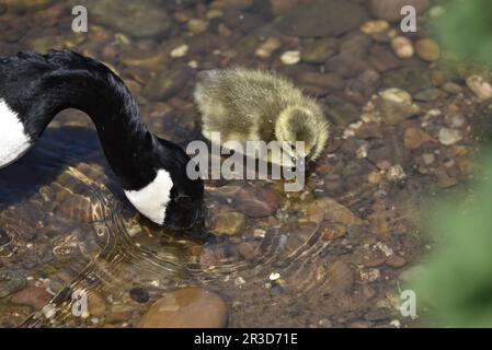 Canada Goose Parent and Gosling (Branta canadensis) trinkt an einem sonnigen Tag im Mai aus einem flachen, klaren Wasserbecken in Staffordshire, Großbritannien Stockfoto