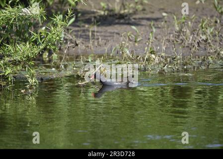 Gemeiner Moorhen (Gallinula chloropus) Schwimmen auf einem sonnigen, gerippten See, von rechts nach links, in Staffordshire, Großbritannien, im Frühling Stockfoto