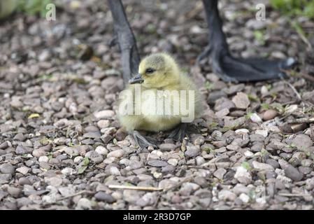 Canada Goose Gosling (Branta canadensis) sitzt auf Stones, Füße nach vorn, vor den Füßen der Eltern, aufgenommen in Staffordshire, England, Großbritannien im Mai Stockfoto