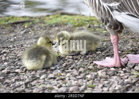 Zwei Greylag Goose Goslings (Anser anser) links von Image, mit Parent's Pink Webbed Füßen rechts am Water's Edge, aufgenommen in Staffordshire, Großbritannien Stockfoto