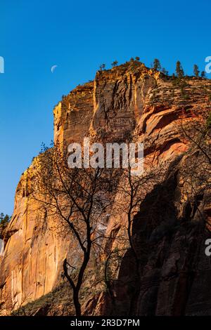 Blick vom Riverside Walk Trail; Zion-Nationalpark; Utah; USA Stockfoto