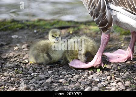 Bild von Greylag Goose Parent (Anser) auf Head of Gosling, mit einer weiteren Gosling-Kamera, aufgenommen in Staffordshire, Großbritannien im Frühling Stockfoto