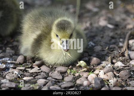 Single Greylag Goose Gosling (Anser anser) sitzt auf Stones, blickt auf Camera in the Sun, aufgenommen in Staffordshire, Großbritannien im Frühling Stockfoto