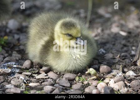 Single Greylag Gosling (Anser anser) sitzt auf Stones auf dem Boden, Dosing in the Sun, aufgenommen in Staffordshire, Großbritannien im späten Frühling Stockfoto