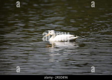 Weiße einheimische Pekin-Ente, die im Mai an einem sonnigen Tag in Staffordshire, Großbritannien, von rechts nach links vom Bild schwimmt, reflektiert in Wellenwasser Stockfoto