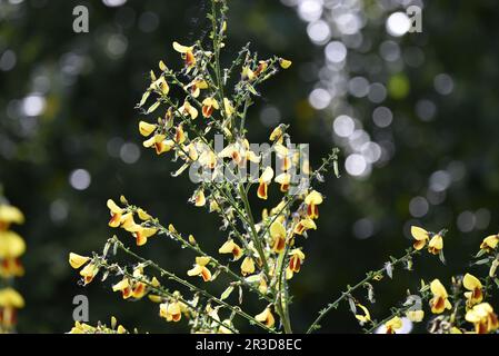 Roter und gelber Kehrbesatz (Cytisus scoparius) mit Hintergrundbeleuchtung von der Sonne vor einem grünen Bokeh-Hintergrund, aufgenommen im Mai in Großbritannien Stockfoto