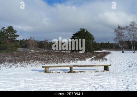 Fischbeker Heide im Winter, Hamburg Stockfoto