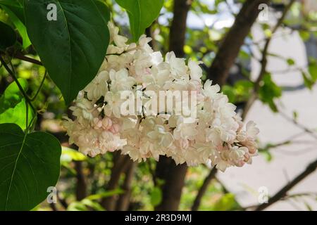 Blumen mit grünem Hintergrund. Blühende Fliederzweige im Frühling im Park. Frühlingsblüte. Stockfoto